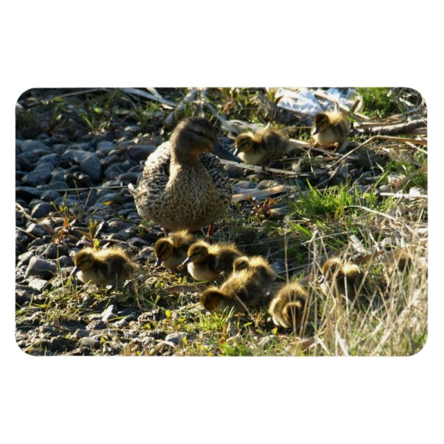Adorable ducklings magnet (Horizontal)