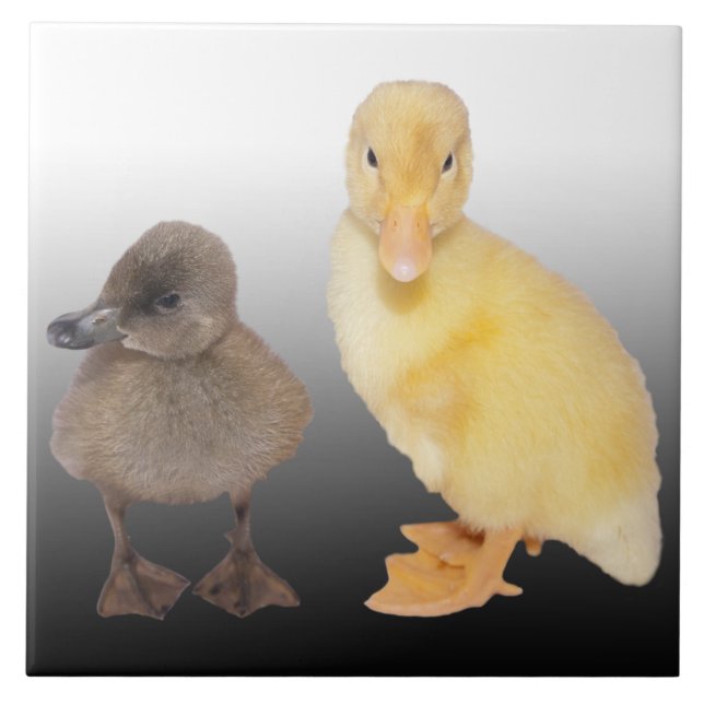 Adorable Ducklings Photograph Tile (Front)