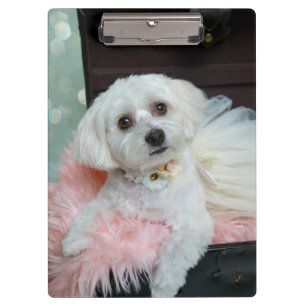 Adorable Fancy White Puppy Portrait Photo Clipboard
