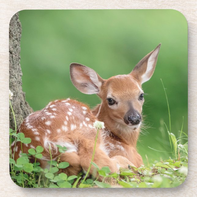 Adorable Fawn laying under a tree Coaster (Front)