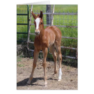 Adorable Filly