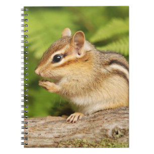 Adorable Fluffy Baby Chipmunk Notebook