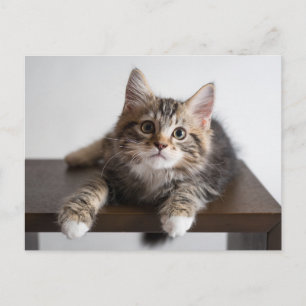 Adorable Fluffy Tabby Kitten with White Paws Postcard