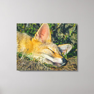 Adorable fox sleeping closeup photography canvas print
