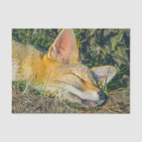 Adorable fox sleeping closeup photography