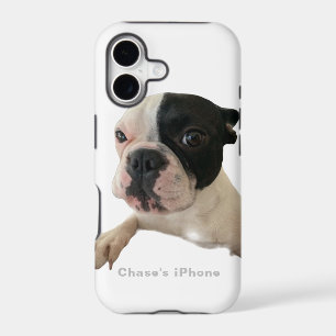 Adorable French Bulldog Chase's