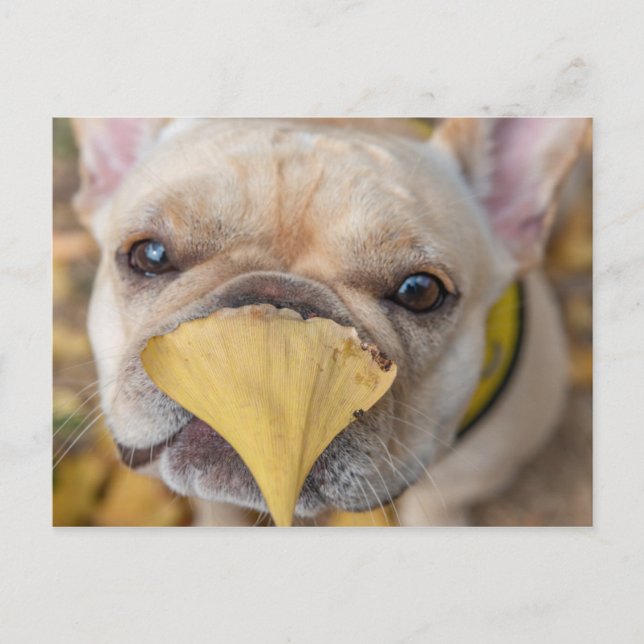 Adorable French Bulldog Postcard (Front)
