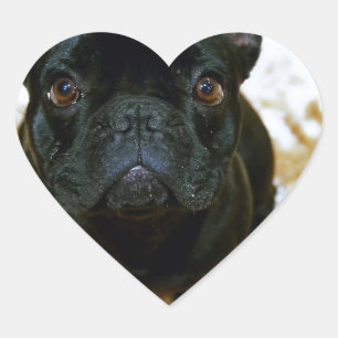 Adorable French Bulldog Puppy! Heart Sticker