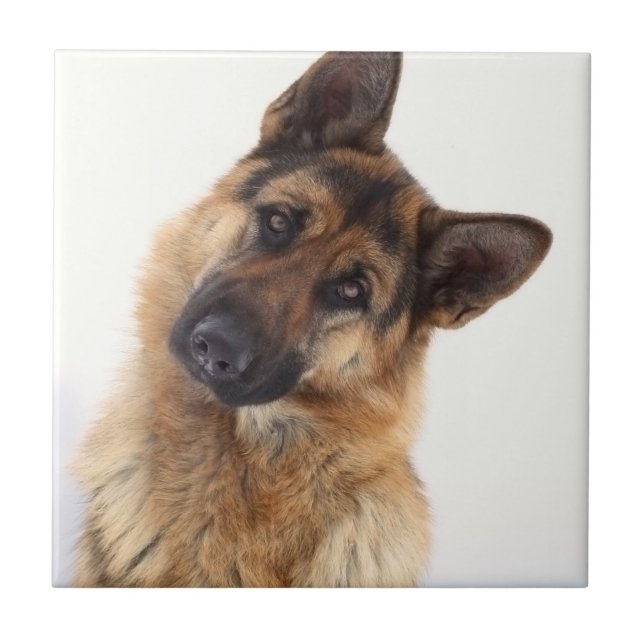 Adorable funny german shepherd portrait tile (Front)