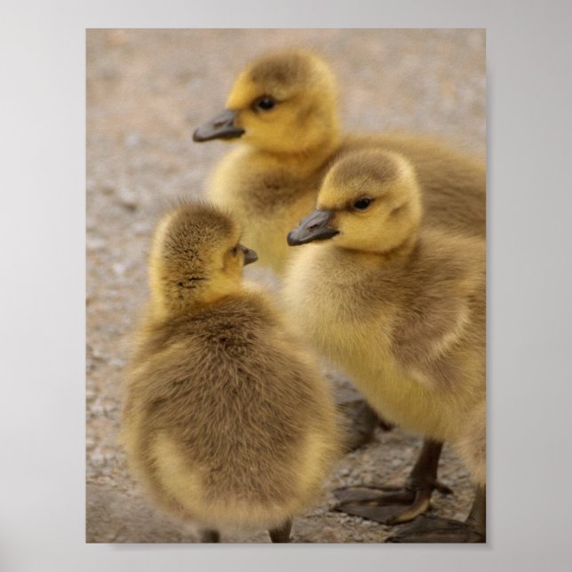 Adorable Fuzzy Baby Geese Goslings Group of 3 Poster (Front)