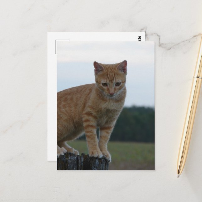 Adorable Ginger Kitten in the Country Photography Postcard (Front/Back In Situ)