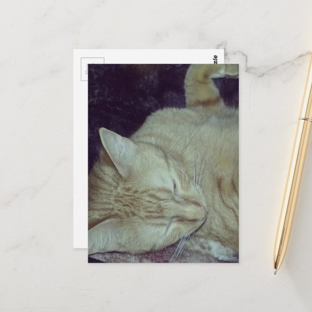 adorable ginger kitty in bed postcard (Front/Back In Situ)