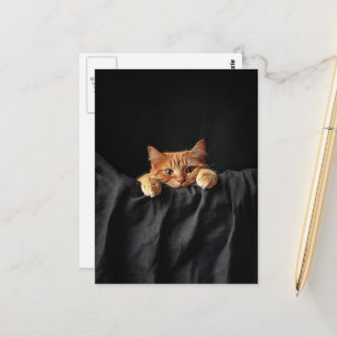 Adorable ginger kitty peeking at you postcard
