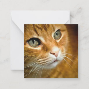 Adorable Ginger Tabby Cat Posing Pet Portrait Card