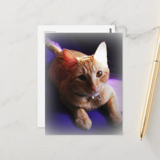 Adorable ginger tabby on a purple couch postcard