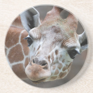 Adorable Giraffe Coaster