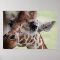 Adorable giraffe face