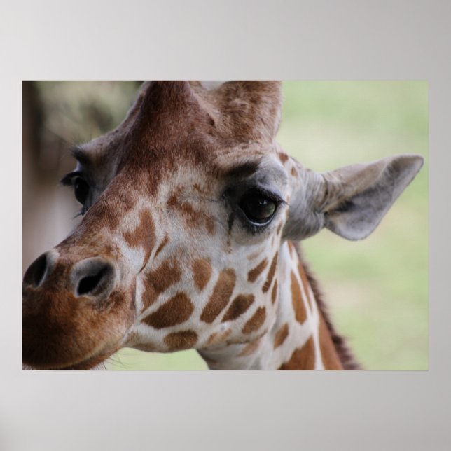 Adorable giraffe face poster (Front)