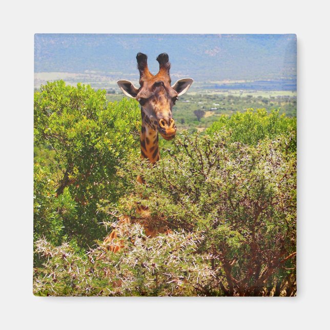 Adorable Giraffe Poking His Head Above The Trees Magnet (Front)