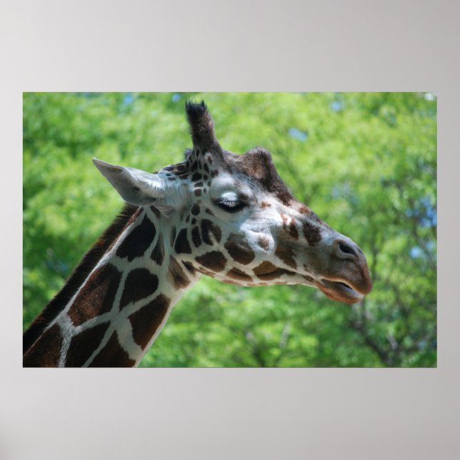 Adorable Giraffe Poster (Front)