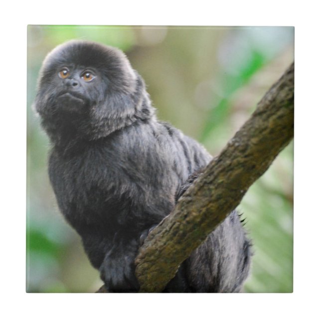 Adorable Goeldi Monkey Tile (Front)
