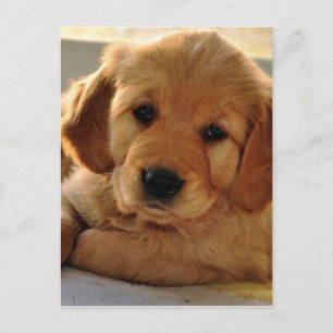 Adorable Golden Retriever puppy dog Postcard
