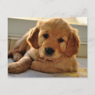 Adorable Golden Retriever puppy dog Postcard