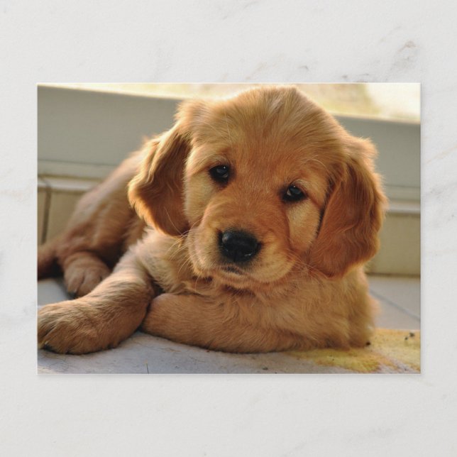 Adorable Golden Retriever puppy dog Postcard (Front)