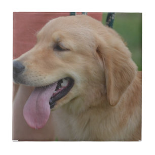 Adorable Golden Retriever Tile