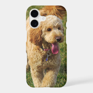 Adorable Goldendoodle Dog