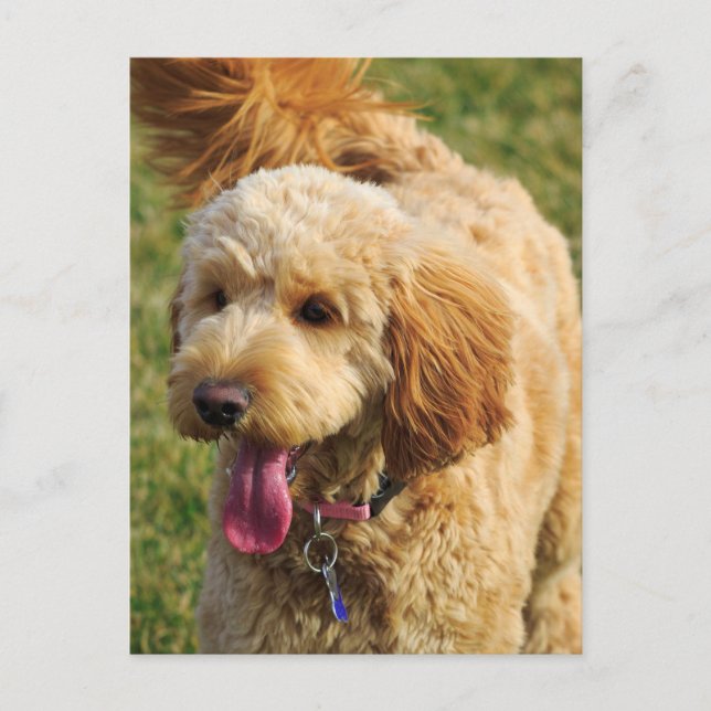 Adorable Goldendoodle Dog Postcard (Front)