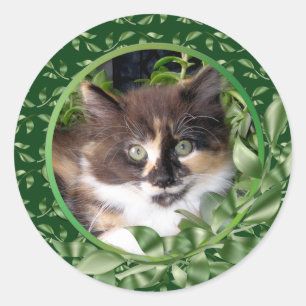 Adorable Green Eyed Calico Kitten Classic Round Sticker