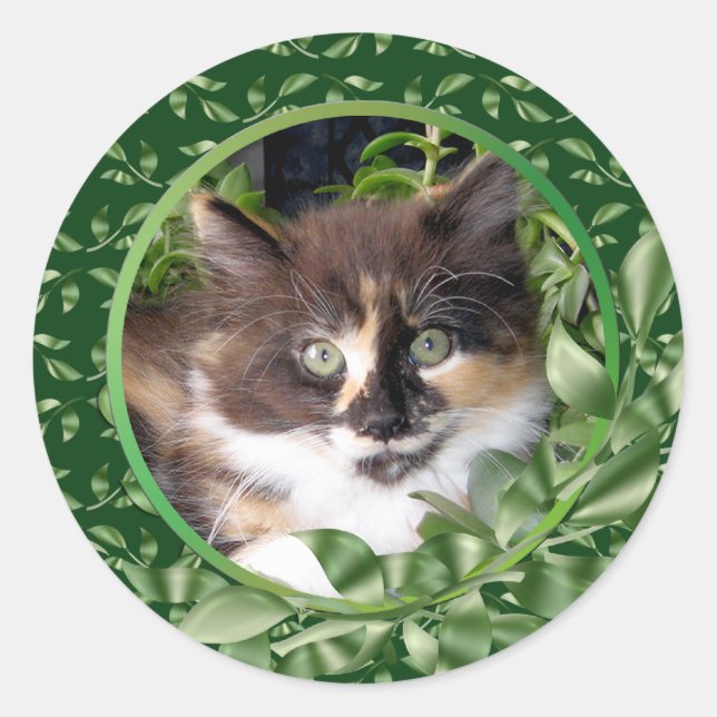 Adorable Green Eyed Calico Kitten Classic Round Sticker (Front)
