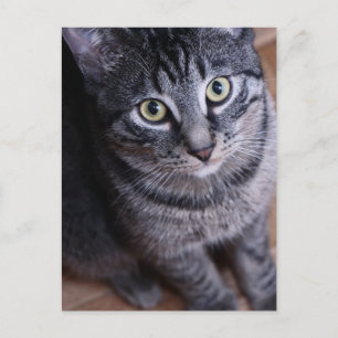 Adorable Grey Cat Postcard