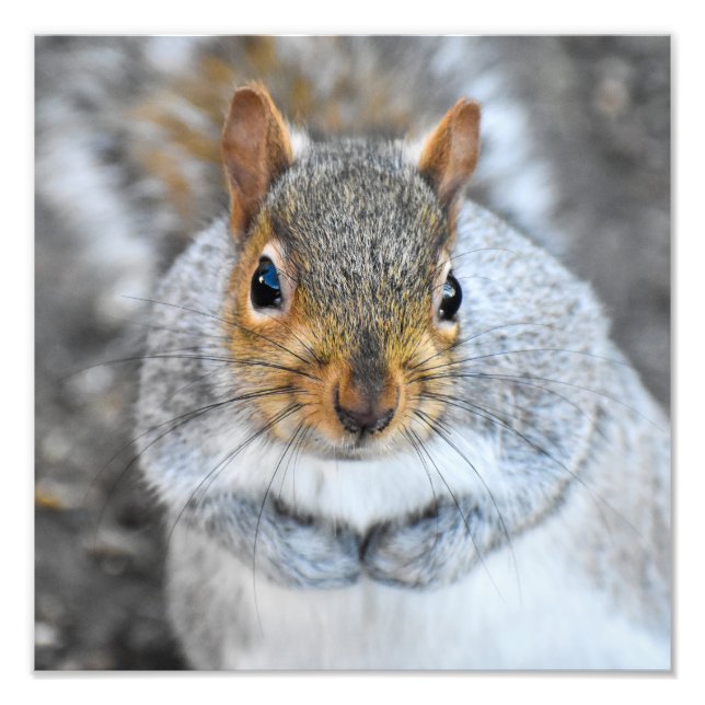 Adorable Grey Squirrel  Photo Print (Front)