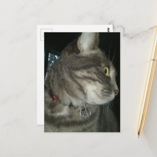 adorable grey tabby cat pentagram collar postcard