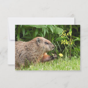 Adorable Groundhog Picking Flowers  GET WELL