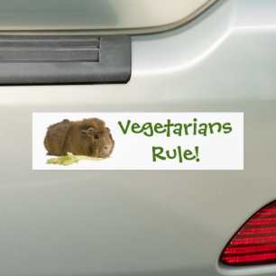 Adorable Guinea Pig Eating Celery Photography Bumper Sticker