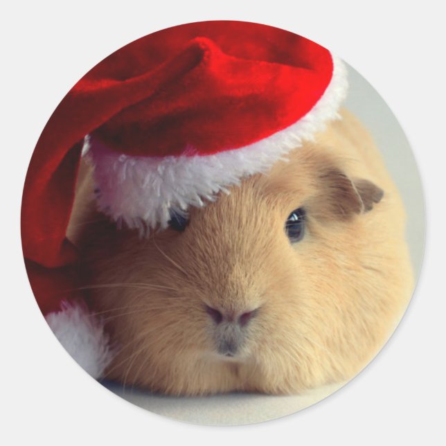 Adorable Guinea Pig In Santa Hat Round Sticker (Front)