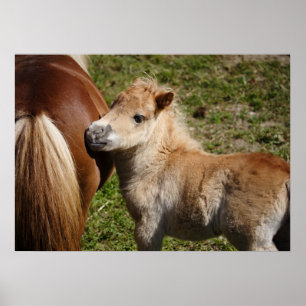 Adorable Haflinger Foal Poster