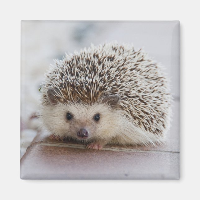 Adorable hedgehog magnet (Front)