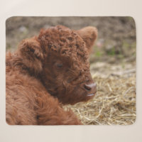 Adorable Highland Cow Calf in Hay
