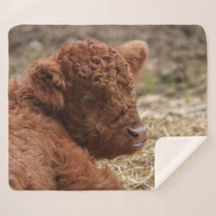Adorable Highland Cow Calf in Hay Sherpa Blanket