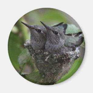 Adorable Hummingbirds Photography Magnet