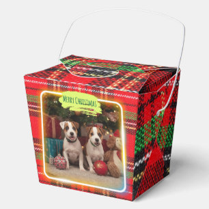 Adorable Jack Russell Terrier puppies in a Christm Favour Box