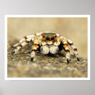 Adorable Jumping Spider Closeup Poster