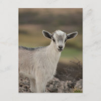 Adorable Kid Goat