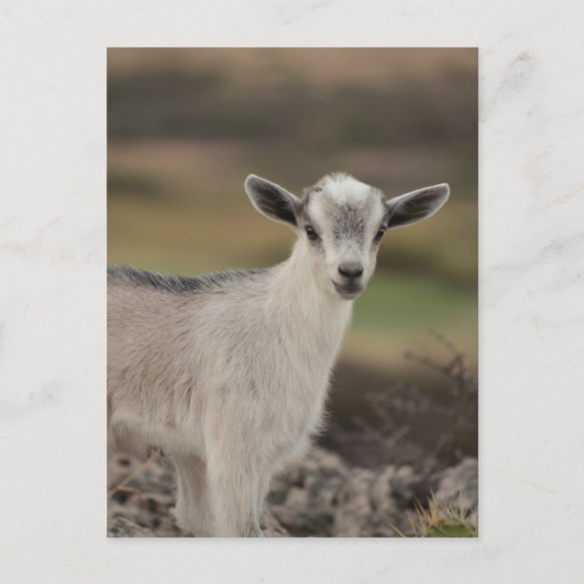 Adorable Kid Goat Postcard (Front)