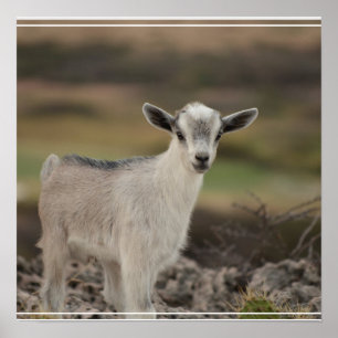 Adorable Kid Goat Poster