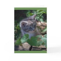 Adorable Kitten Birthday Card